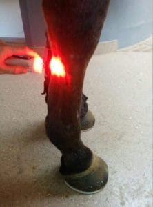 laser therapy to treat soft tissue injuries in horses