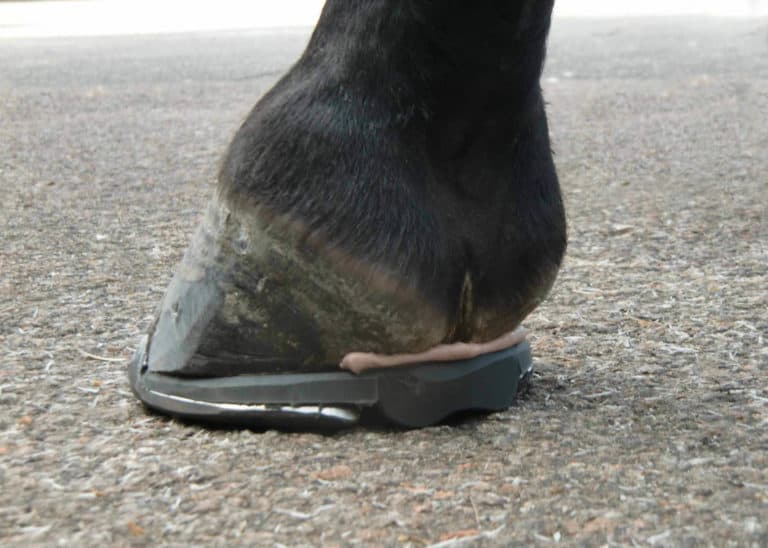 Study: Reducing Equine Tendon Strain Using Heel Elevation