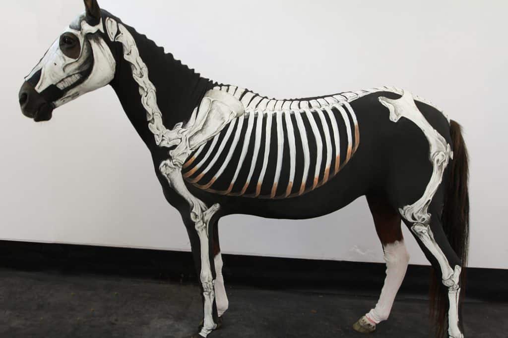 equine anatomy
