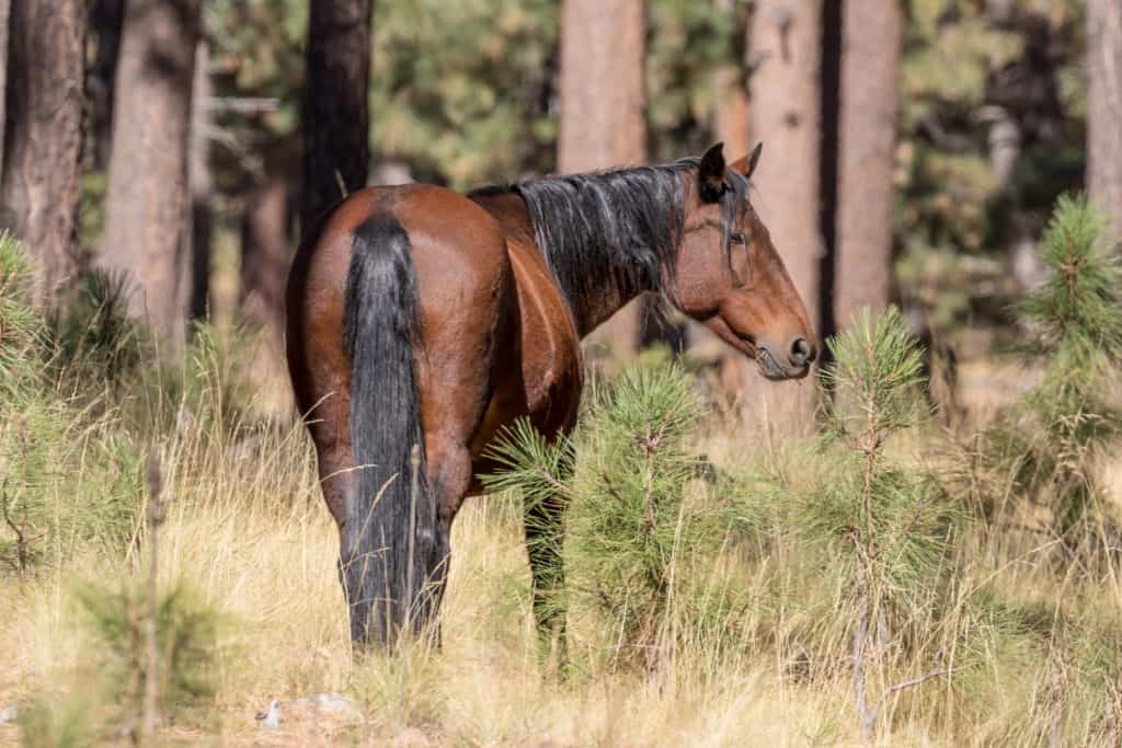 Arizona Wild Horse Deaths; reward offered in arizona wild horse shooting