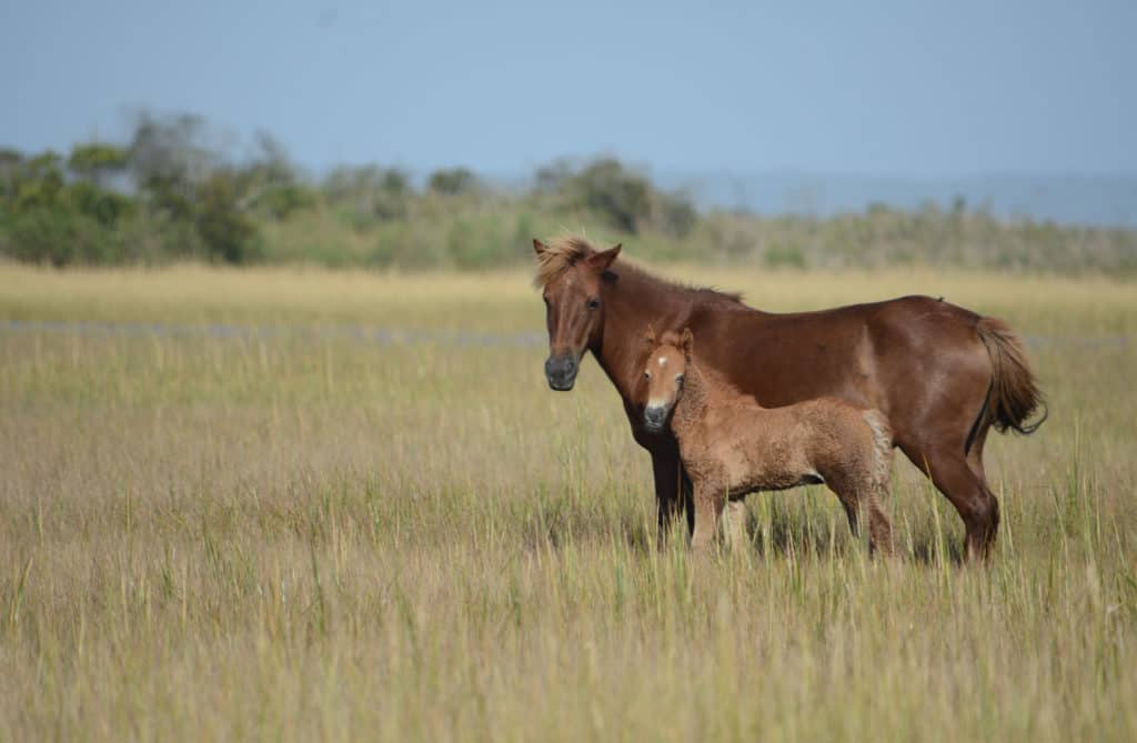 Assateague wild horse census