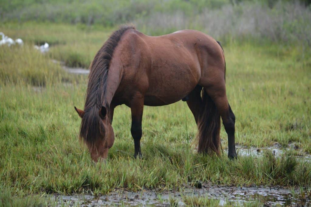 assateague island wild horse killed