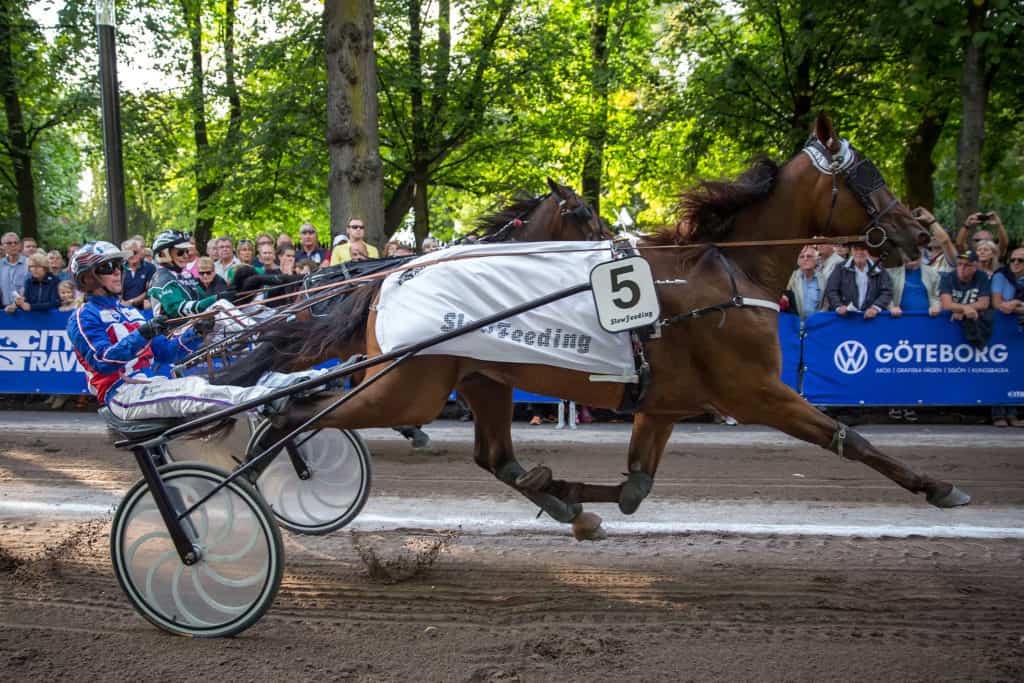 is horse coat color related to racing performance