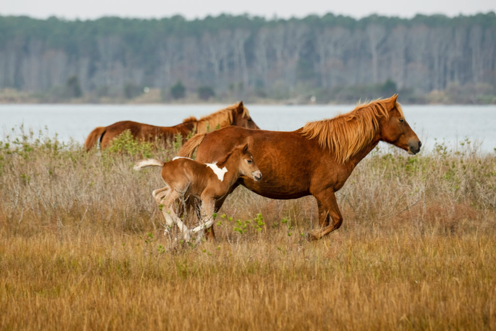 Assateague wild horses