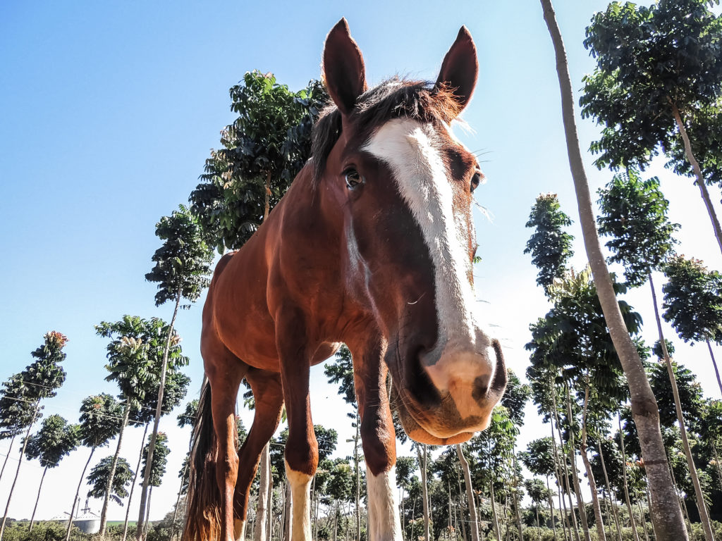 orthopoxvirus in brazilian horses