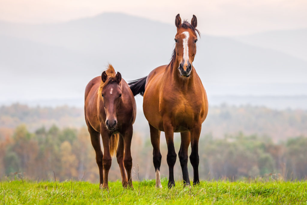 Nutrients Requirements for Horses