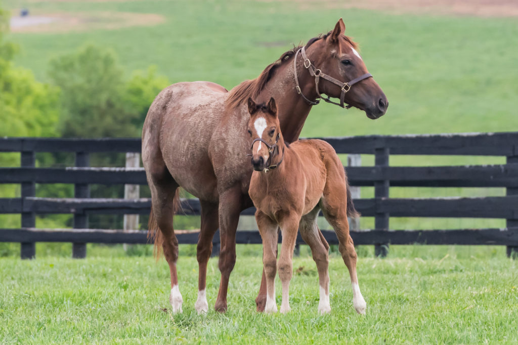 what is a foundation mare