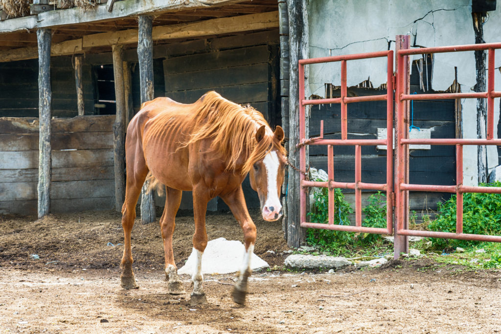 Equine Welfare Data Collective