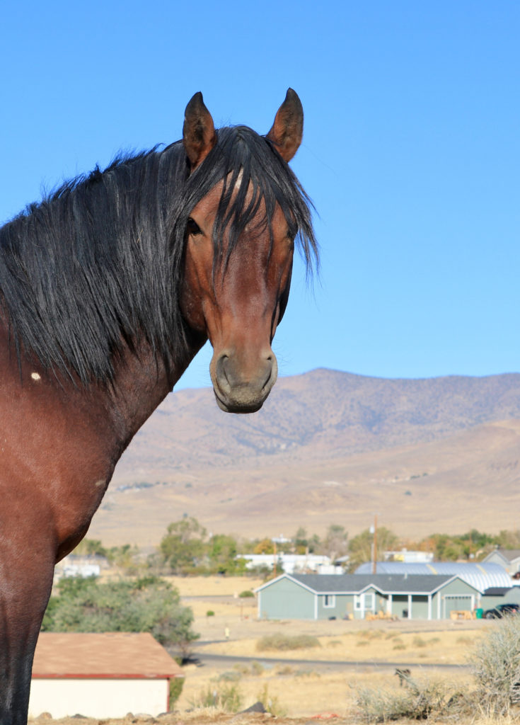 The BLM said a band stallions have created public safety issues by exhibiting aggressive behavior and are causing damage to private property outside the Pine Nut Mountains Herd Management Area