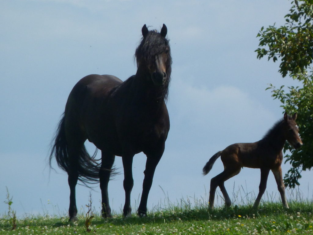 Bardigiano horse