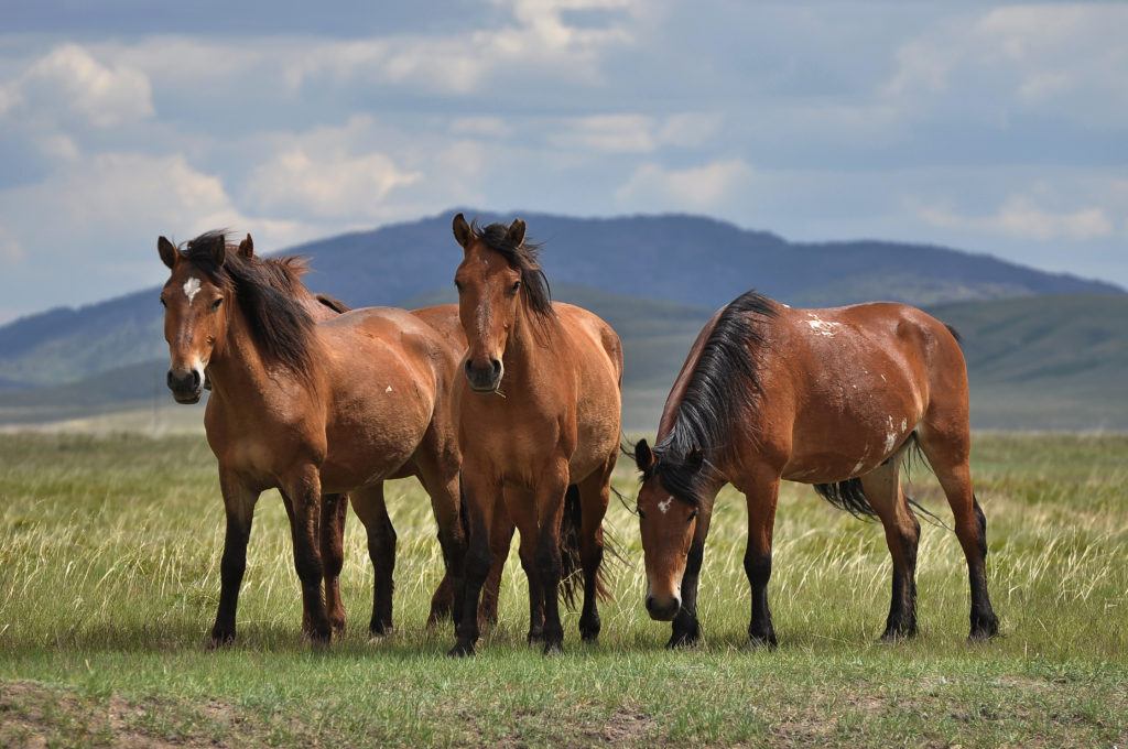 horse herders