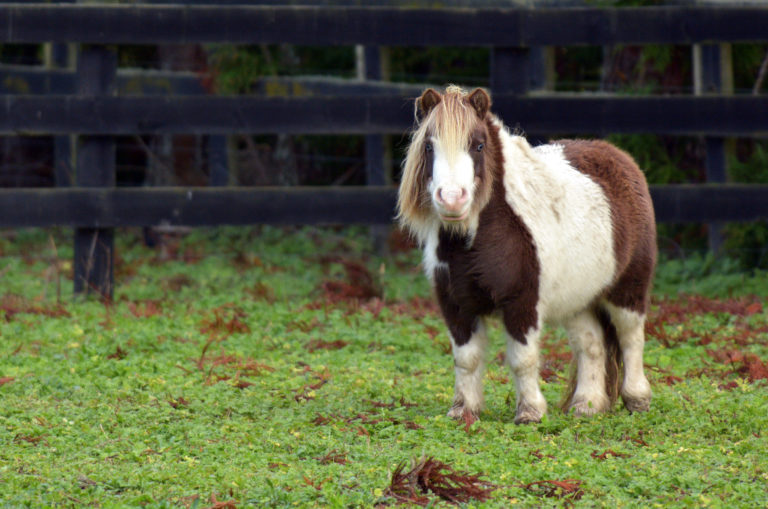 equine metabolic syndrome