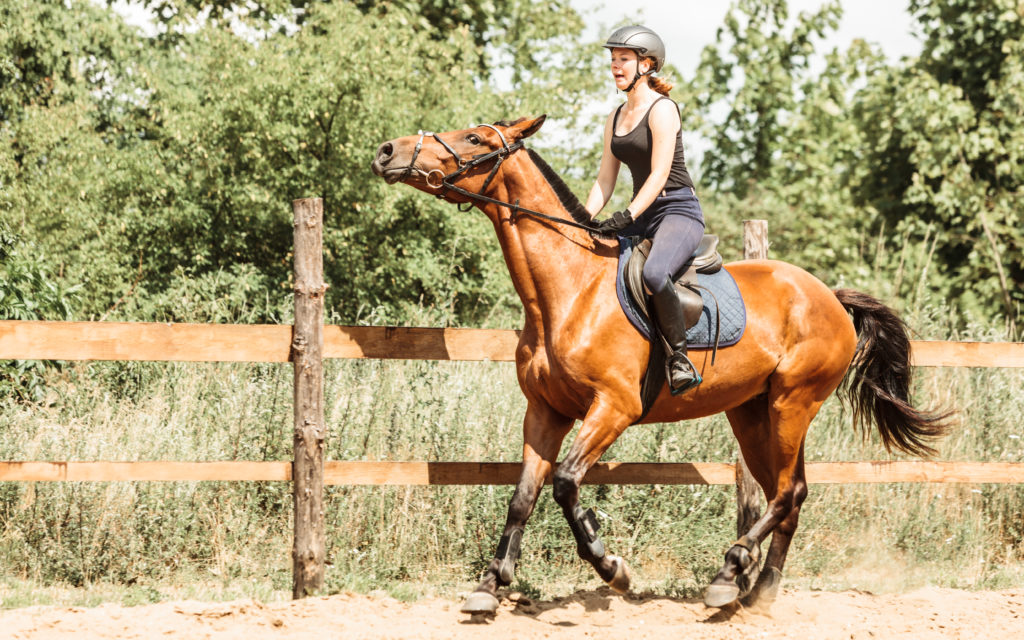 is feed making my horse hot