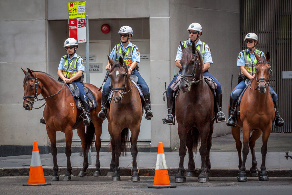 police horse welfare