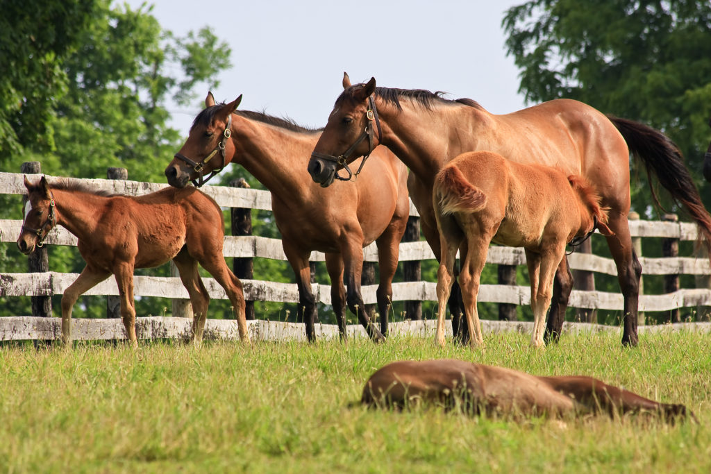 equine research opportunities for undergrads