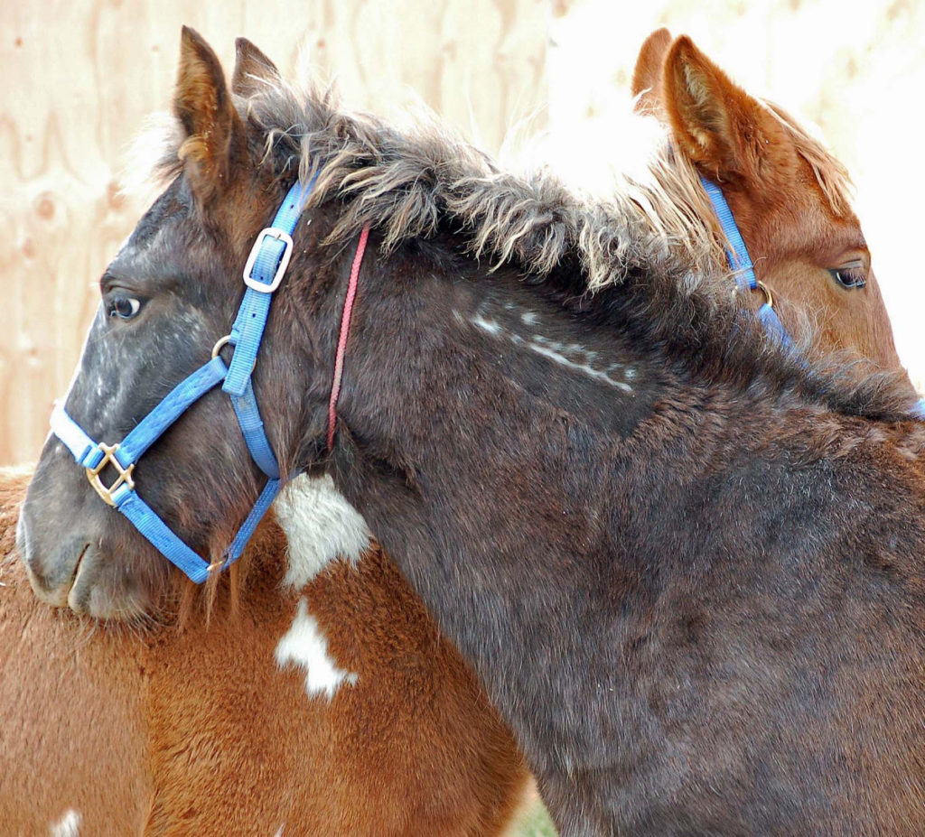 wild horse management hearing