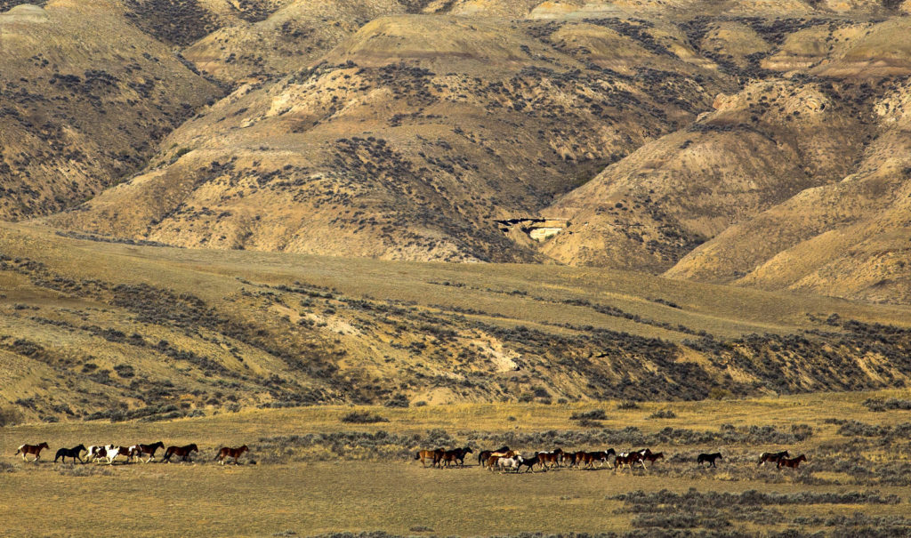 Fifteenmile HMA Wild Horse Gather