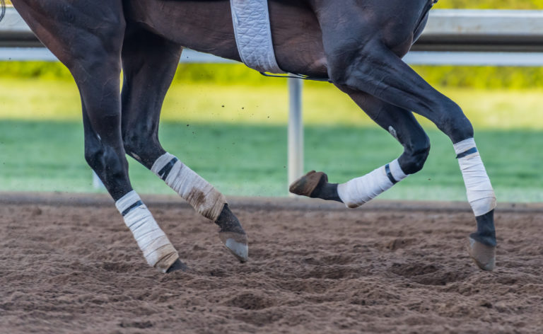 humeral stress fractures; turf paradise