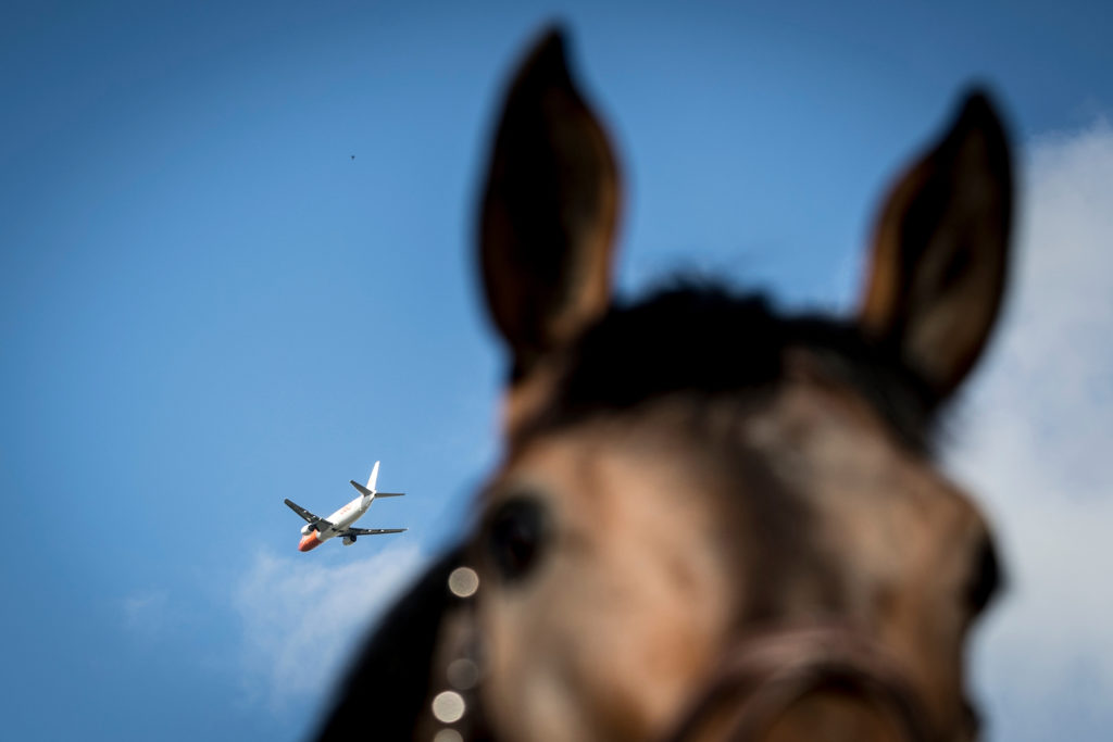 miami horse import center