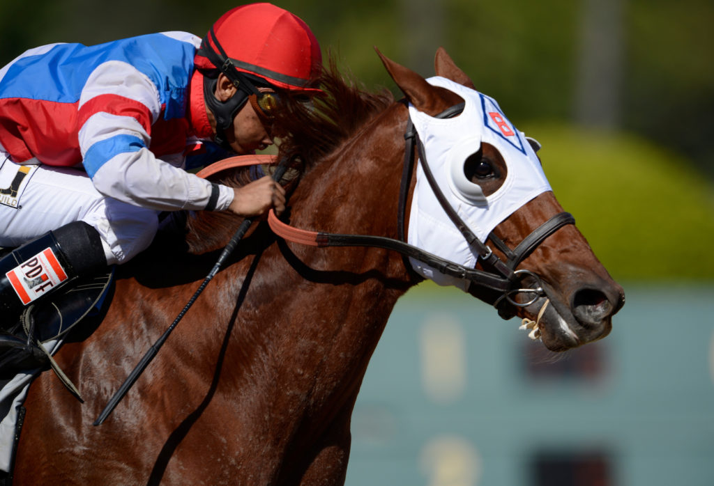 what racehorses wear