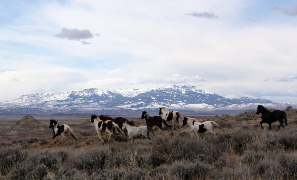 wild horses