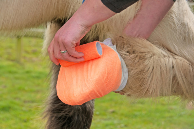 hoof abscess