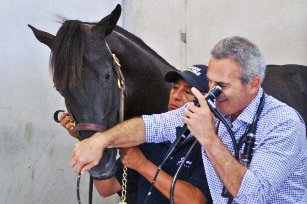 throat problems in racehorses