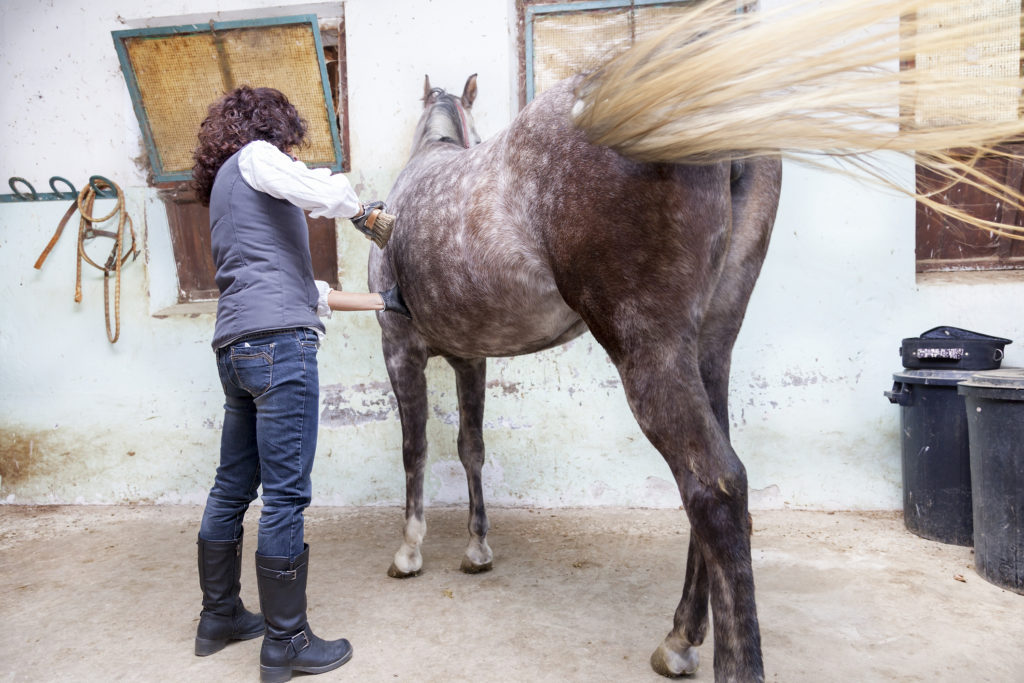 horse emotions