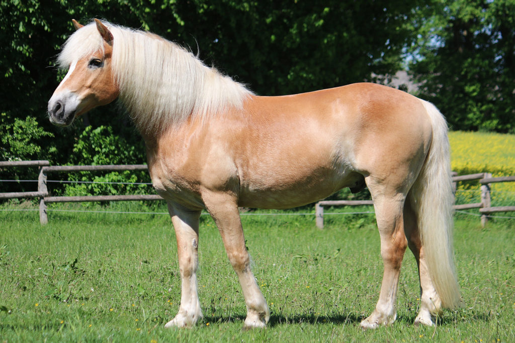 horse genetics