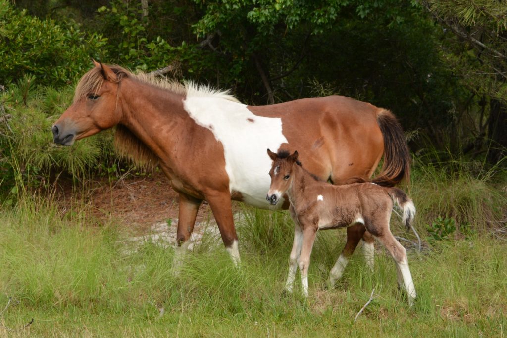 assateague wild horse herd