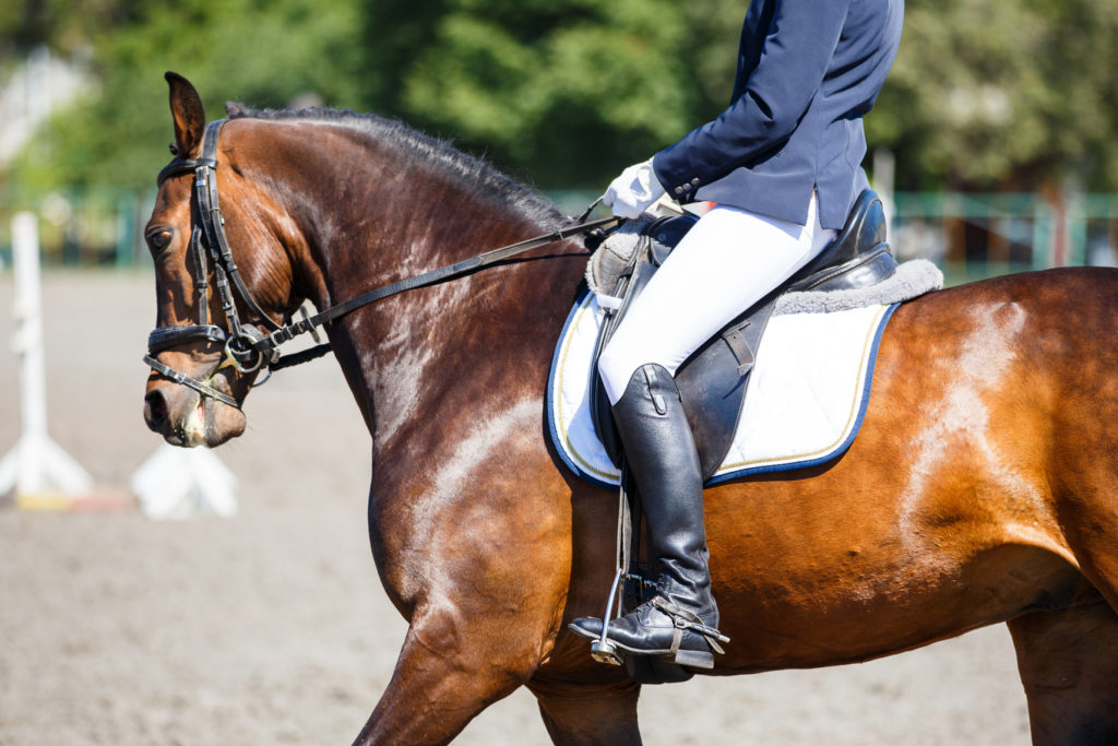 horse joints