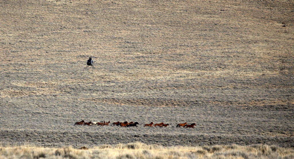 wild horse management