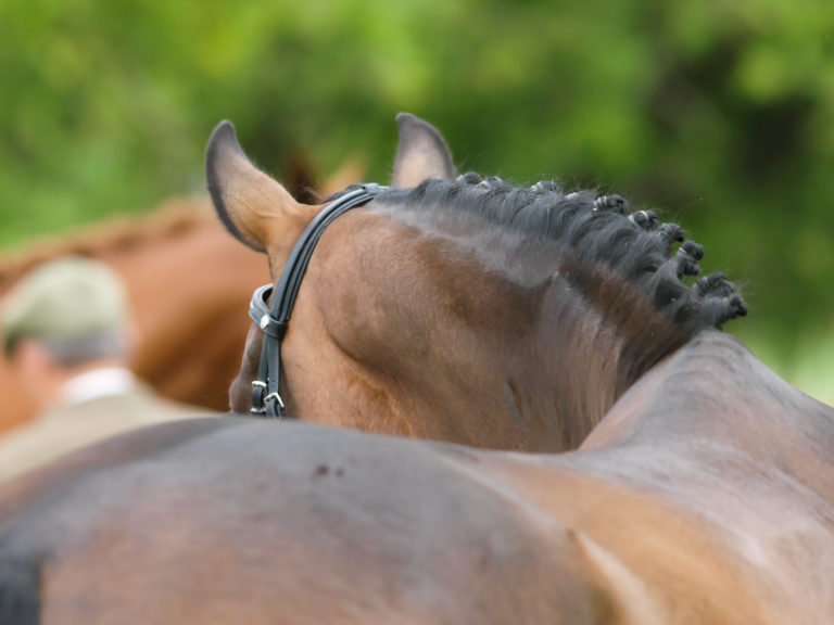 horse moving symmetrically