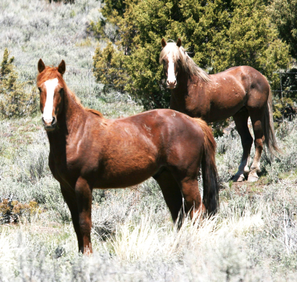 wild horse management