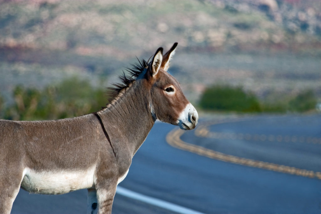 burro gather