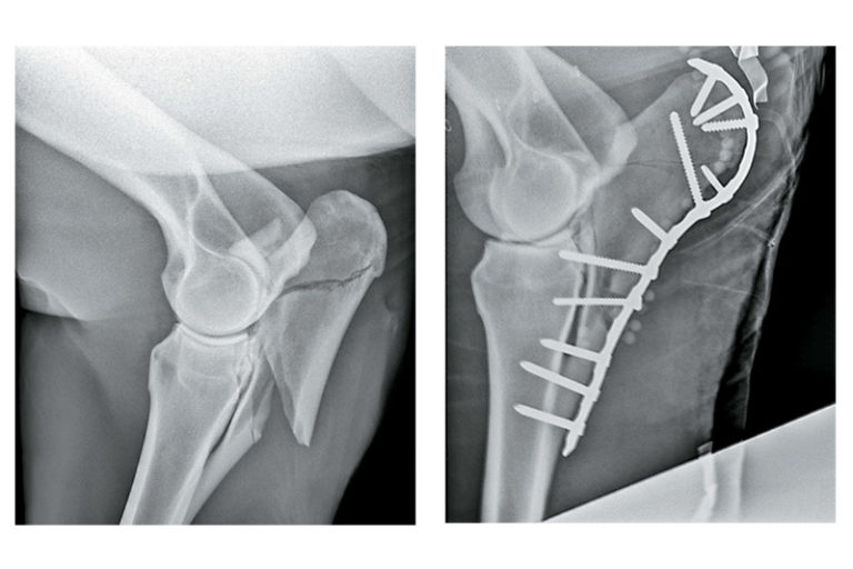 Figuring Out Limb Fractures in Horses The Horse
