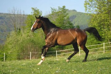 bay horse in field
