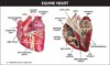 anatomy of the equine heart