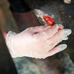 How to Bandage a Horse’s Wound