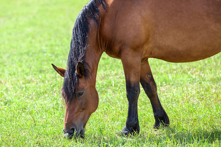 Chunky Bay Horse Grazing, pasture