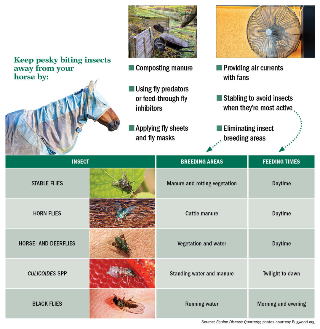 Understanding Insect Bite Hypersensitivity in Horses The Horse