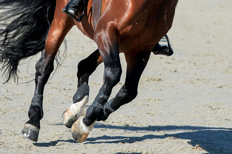 hunter horse cantering, closeup of joints