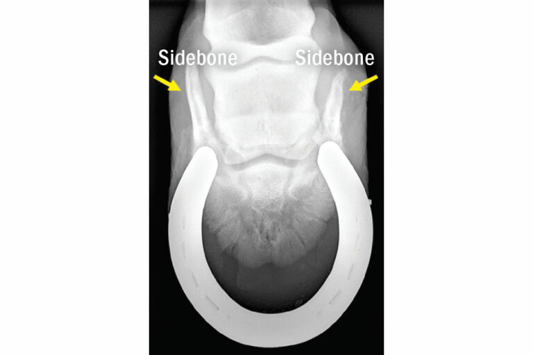 radiograph showing sidebone
