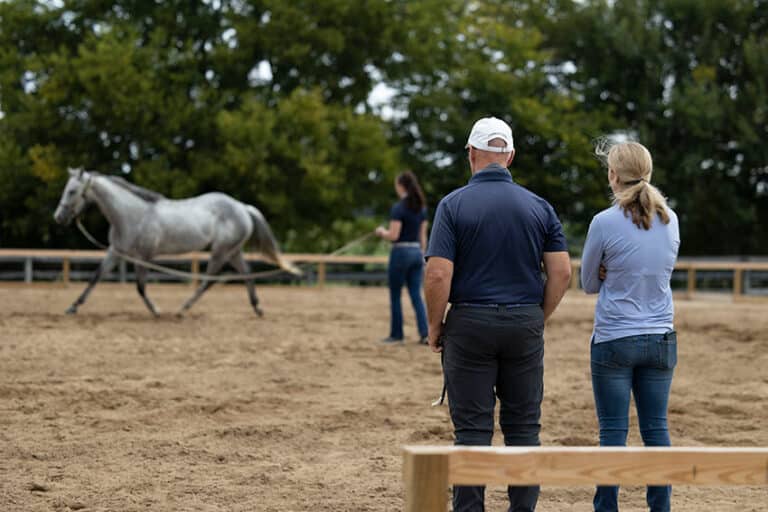 Equine Pre Ride Inspection The All-Important Equine Prepurchase Exam – The Horse