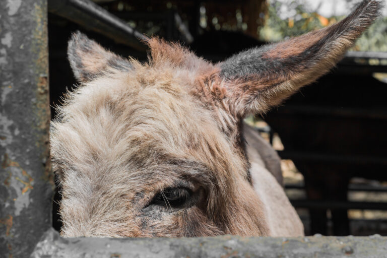 Donkey in the stall