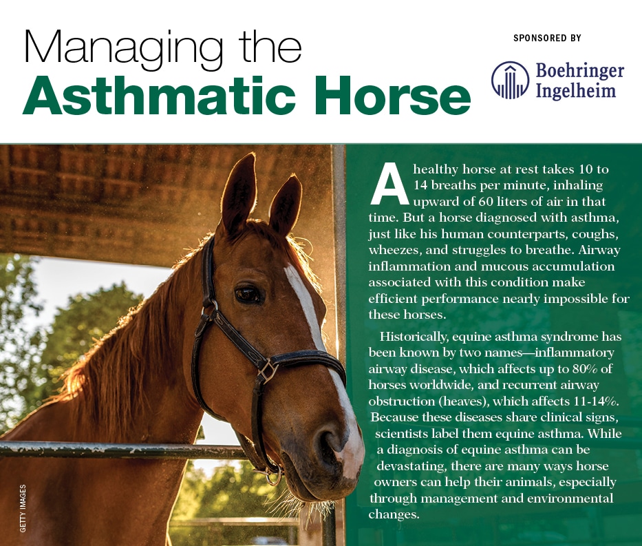 Managing the Asthmatic Horse The Horse