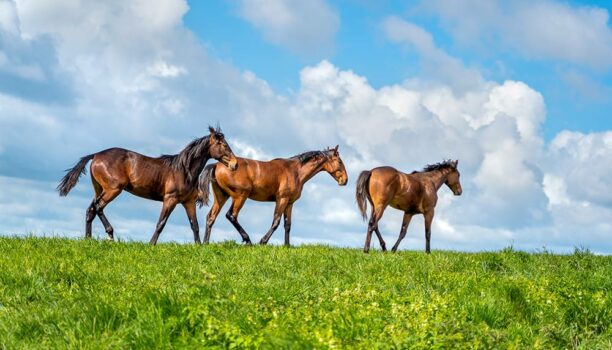 young horses in pasture