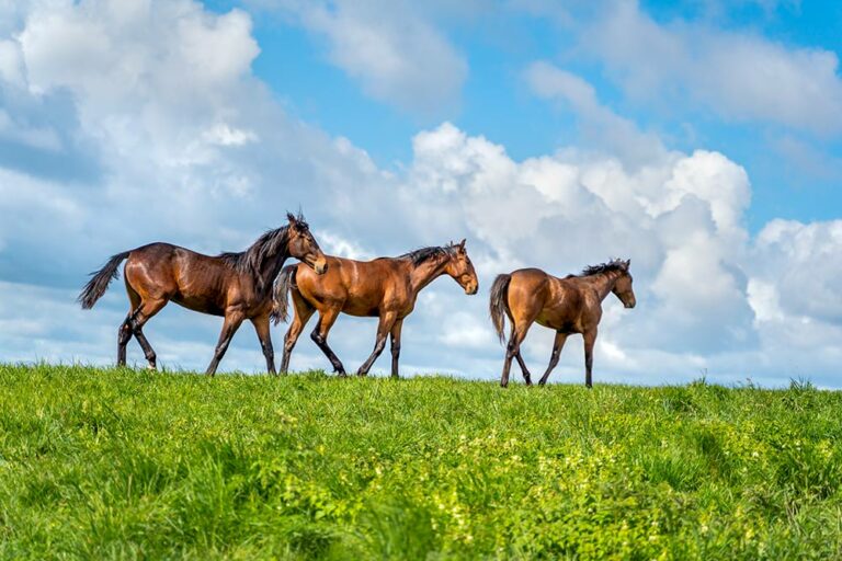 young horses in pasture
