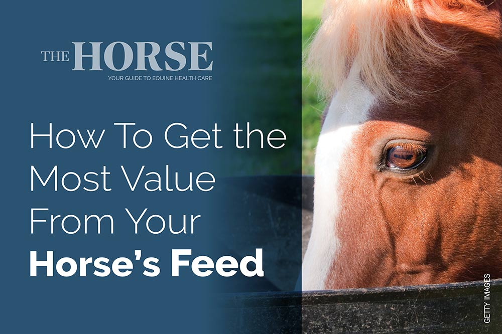 how to get the most value from your horse's feed