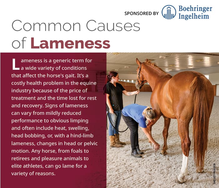 Common Causes of Lameness in Horses The Horse